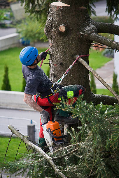 Best Tree Disease Treatment  in Biglerville, PA