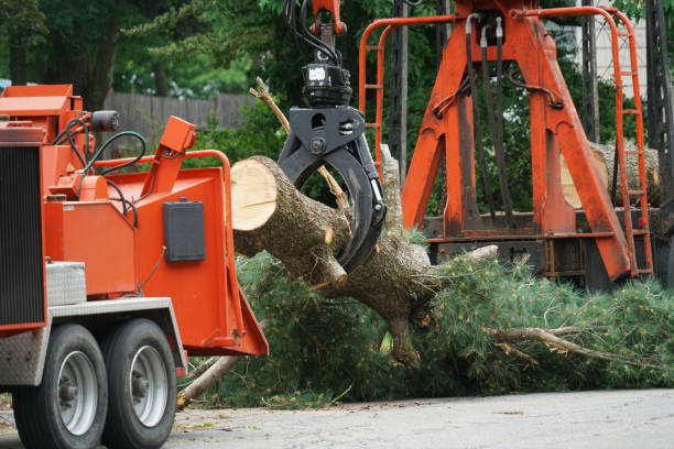 Best Seasonal Cleanup (Spring/Fall)  in Biglerville, PA